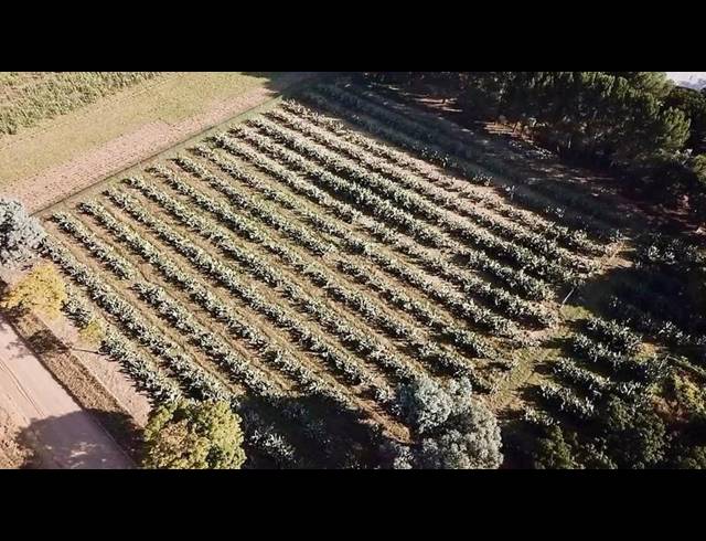 FARM FOR SALE IN MOOILANDE